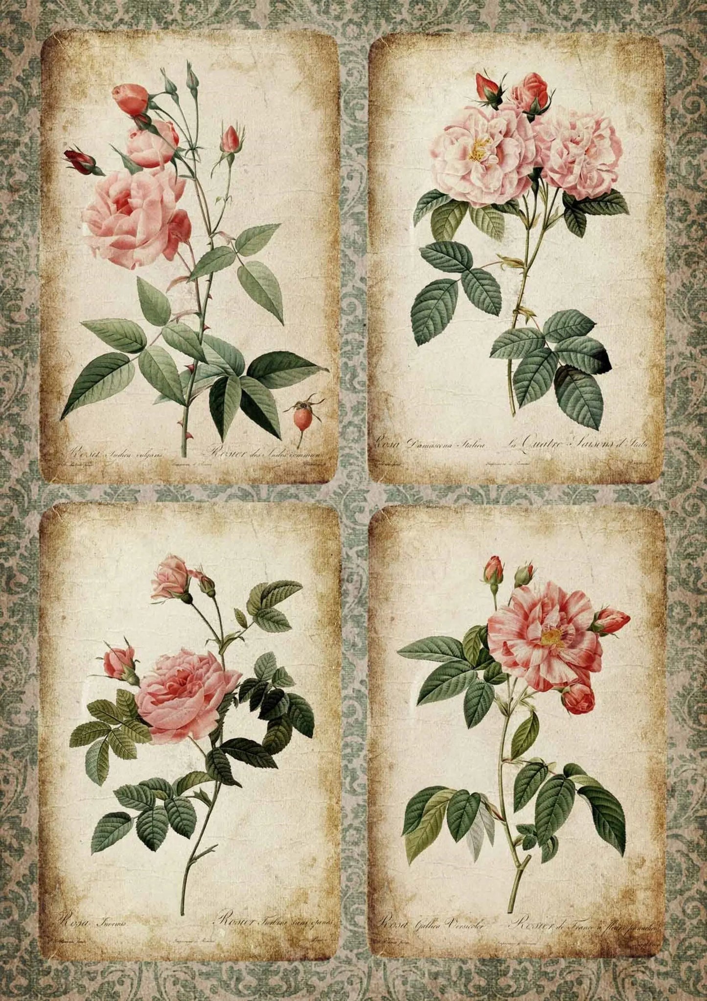 Decoupage Queen Rose Cards DQRP_0240-A4 Size: A4 - 8.3" X 11.7", Rice Paper for decoupage Decoupage Queen