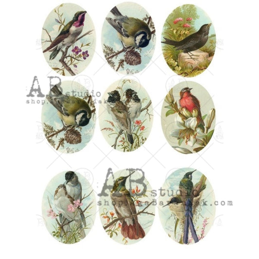 AB Studio Vintage Style Birds, Ovals, 564, A4, Size: 8.27 X 11.69 inches Rice Paper for Decoupage Imported from Poland